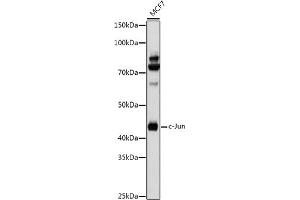 Western blot analysis of extracts of MCF7 cells, using c-Jun antibody (ABIN6131074, ABIN6142670, ABIN6142671 and ABIN6215187) at 1:1000 dilution. (C-JUN 抗体  (AA 1-70))
