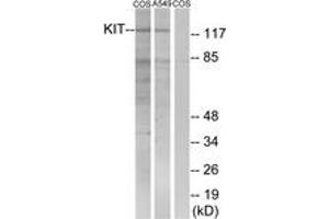 Western blot analysis of extracts from COS7/A549, using c-Kit (Ab-721) Antibody. (KIT 抗体  (AA 688-737))