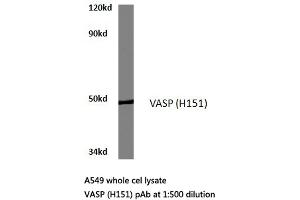 Western blot (WB) analyzes of VASP antibody in extracts from A549 cells. (VASP 抗体)