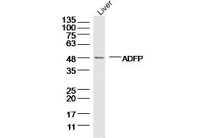 Mouse liver lysates probed with ADFP Polyclonal Antibody, Unconjugated  at 1:300 dilution and 4˚C overnight incubation. (ADRP 抗体  (AA 31-130))