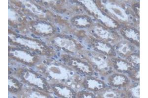 Detection of POFUT1 in Human Kidney Tissue using Polyclonal Antibody to Protein O-Fucosyltransferase 1 (POFUT1) (POFUT1 抗体  (AA 238-388))