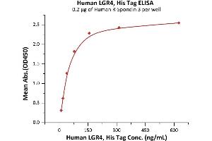 Immobilized Human R-Spondin 3 at 2 μg/mL (100 μL/well) can bind Human LGR4, His Tag (ABIN6973144) with a linear range of 10-78 ng/mL (QC tested). (LGR4 Protein (AA 25-544) (His tag))