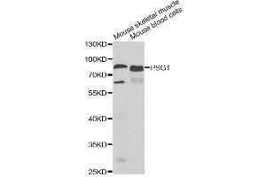 Western blot analysis of extracts of various cell lines, using PSG1 antibody (ABIN2564765) at 1:1000 dilution. (PSG1 抗体)