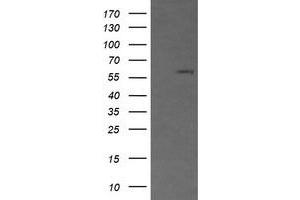 Image no. 1 for anti-CD19 Molecule (CD19) antibody (ABIN1497184)