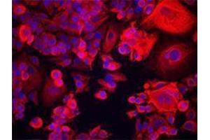 Immunofluorescence (IF) image for anti-Keratin 18 (KRT18) antibody (ABIN2664917) (Cytokeratin 18 抗体)