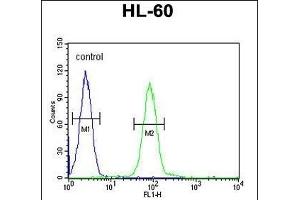 PG Antibody (C-term) (ABIN651918 and ABIN2840453) flow cytometric analysis of HL-60 cells (right histogram) compared to a negative control cell (left histogram). (Pgap2 抗体  (C-Term))