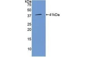 Detection of Recombinant WNT3A, Human using Polyclonal Antibody to Wingless Type MMTV Integration Site Family, Member 3A (WNT3A) (WNT3A 抗体  (AA 1-290))