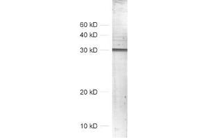 dilution: 1 : 1000, sample: crude synaptosomal fraction of rat brain (P2) (SNAP alpha/beta 抗体)