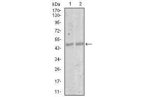 Image no. 1 for anti-Myocyte Enhancer Factor 2C (MEF2C) antibody (ABIN1490566) (MEF2C 抗体)