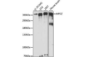 Western blot analysis of extracts of various cell lines, using MPDZ antibody (ABIN7268699) at 1:1000 dilution. (MPDZ 抗体  (AA 1100-1380))