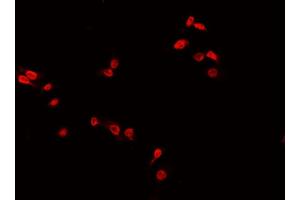 ABIN6266724 staining 293? (MED24 抗体  (C-Term))