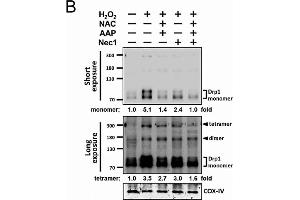 Western Blotting (WB) image for anti-Cytochrome C Oxidase Subunit IV Isoform 1 (COX4I1) (Center) antibody (ABIN2855069)