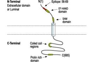 Representative domain view of the target of ABIN7885543.