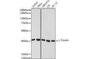 Western blot analysis of extracts of various cell lines, using γ-Tubulin antibody (ABIN7271051) at 1:1000 dilution. (TUBG1 抗体)