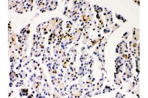 Immunohistochemistry (Paraffin-embedded Sections) (IHC (p)) image for anti-Parkinson Protein 7 (PARK7) (AA 2-189) antibody (ABIN3043589) (PARK7/DJ1 抗体  (AA 2-189))