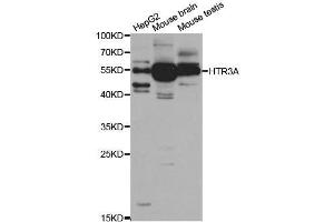 Western blot analysis of extracts of various cell lines, using HTR3A antibody. (Serotonin Receptor 3A 抗体  (AA 24-241))