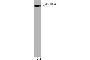 Western blot analysis of Utrophin on a mouse neonate lysate. (Utrophin 抗体  (AA 768-874))