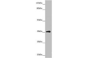 Western blot All lanes: GNB1L antibody at 3. (GNB1L 抗体  (AA 1-327))
