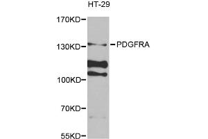 Western blot analysis of extracts of HT-29 cells, using PDGFRA antibody (ABIN5971129) at 1/1000 dilution. (PDGFRA 抗体)