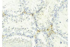 ABIN6275298 at 1/100 staining Mouse testis tissue by IHC-P. (Neurexophilin 4 抗体  (Internal Region))