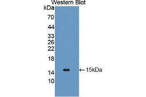 Detection of Recombinant GLUT14, Human using Polyclonal Antibody to Glucose Transporter 14 (GLUT14) (SLC2A14 抗体  (AA 1-105))