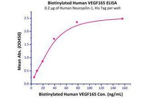 Immobilized Human Neuropilin-1, His Tag (Cat # NR1-H5228) at 2 μg/mL (100 μL/well) can bind Biotinylated Human VEGF165 (Cat # VE5-H8210) with a linear range of 5-40 ng/mL. (VEGF Protein (AA 27-191) (Biotin))