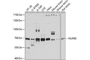 Western blot analysis of extracts of various cell lines, using NUP85 antibody (ABIN6128365, ABIN6144965, ABIN6144966 and ABIN6215319) at 1:3000 dilution. (NUP85 抗体  (AA 427-656))
