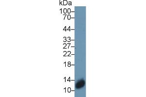 Western Blot; Sample: Mouse Skin lysate; Primary Ab: 1µg/ml Rabbit Anti-Human S100A3 Antibody Second Ab: 0. (S100A3 抗体  (AA 1-101))