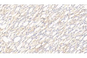 Detection of APOH in Canine Kidney Tissue using Polyclonal Antibody to Apolipoprotein H (APOH) (APOH 抗体  (AA 21-345))