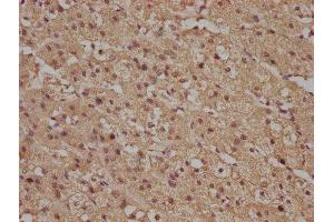 IHC image of ABIN7140102 diluted at 1:100 and staining in paraffin-embedded human adrenal gland tissue performed on a Leica BondTM system. (R-Ras 抗体  (AA 7-23))