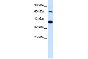 WB Suggested Anti-GRIK2 Antibody Titration:  1. (GRIK2 抗体  (N-Term))
