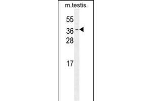 ODF3 Antibody (C-term) (ABIN655745 and ABIN2845191) western blot analysis in mouse testis tissue lysates (35 μg/lane). (ODF3 抗体  (C-Term))