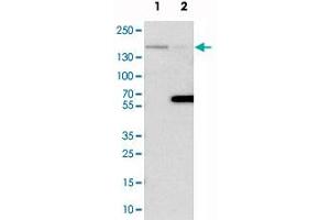Western blot analysis of cell lysates with FLII polyclonal antibody  at 1:250-1:500 dilution. (FLII 抗体)