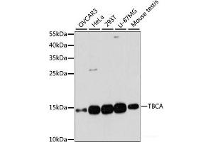 TBCA 抗体