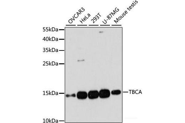 TBCA 抗体