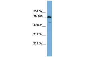 WB Suggested Anti-Ebf4 Antibody Titration: 0. (EBF4 抗体  (Middle Region))