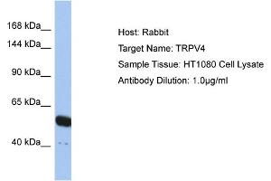 Host: Rabbit Target Name: TRPV4 Sample Type: HT1080 Whole cell lysates Antibody Dilution: 1. (TRPV4 抗体  (N-Term))