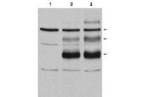 Western Blot of Rabbit anti-C-Myb antibody. (MYB 抗体  (Internal Region))