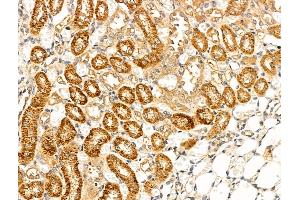 ABIN7094821 and ABIN7098872 at 1/100 staining Rat kidney tissue by IHC-P. (GPI 抗体  (C-Term))