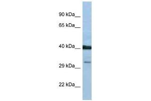 Western Blot showing PTGDR antibody used at a concentration of 1 ug/ml against THP-1 Cell Lysate (PTGDR 抗体  (C-Term))