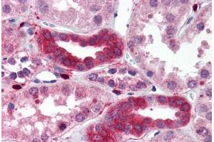 Human Kidney (formalin-fixed, paraffin-embedded) stained with MAP3K7IP1 antibody ABIN214510 at 2. (TAB1 抗体)