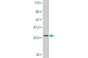 Western Blot detection against Immunogen (33. (MYCBP 抗体  (AA 34-103))