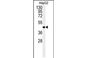 Western Blot in HepG2 cell line lysates (35ug/lane). (NR5A1 抗体  (N-Term))
