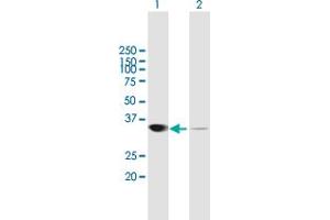 Western Blot analysis of LDHA expression in transfected 293T cell line by LDHA MaxPab polyclonal antibody. (Lactate Dehydrogenase A 抗体  (AA 1-332))