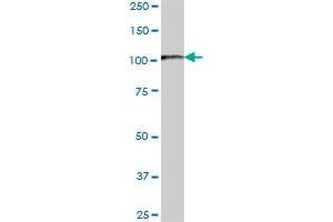 HSPH1 MaxPab polyclonal antibody. (HSPH1 抗体  (AA 1-858))