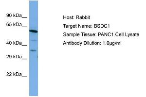 Host: Rabbit Target Name: BSDC1 Sample Type: PANC1 Whole cell lysates Antibody Dilution: 1. (BSDC1 抗体  (C-Term))