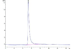 The purity of Human TM4SF1 VLP is greater than 95 % as determined by SEC-HPLC. (TM4SF1 Protein-VLP (AA 1-202))