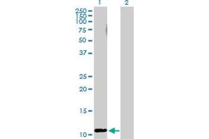 Western Blot analysis of RRN3 expression in transfected 293T cell line by RRN3 MaxPab polyclonal antibody. (RRN3 抗体  (AA 1-106))
