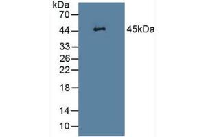 Detection of LEI in Rat Heart Tissue using Polyclonal Antibody to Leukocyte Elastase Inhibitor (LEI) (SERPINB1 抗体  (AA 17-332))