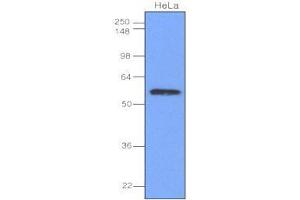 Cell lysates of HeLa(40 ug) were resolved by SDS-PAGE, transferred to nitrocellulose membrane and probed with anti-human IRF-3 (1:1,000). (IRF3 抗体  (AA 108-166))